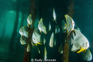 Batfish at Arborek Raja Ampat by Rudy Janssen 